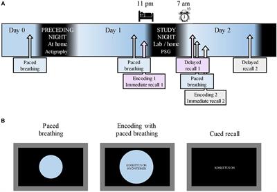 The Overnight Retention of Novel Metaphors Associates With Slow Oscillation–Spindle Coupling but Not With Respiratory Phase at Encoding